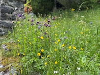 Flowers everywhere!
