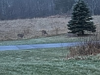 Morning coffee with the deer