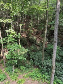 View overlooking creek