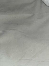 bugs found in bed