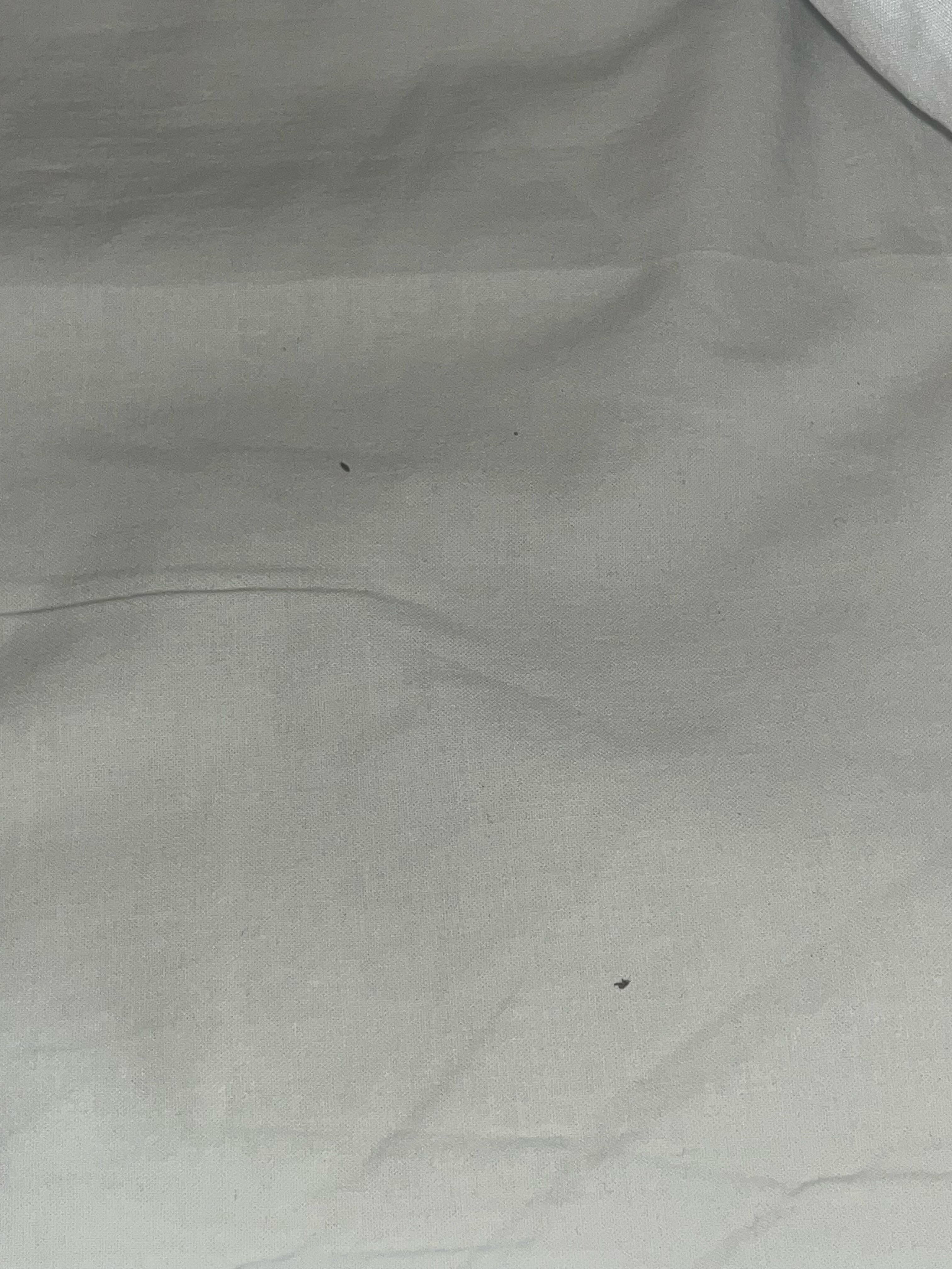 bugs found in bed