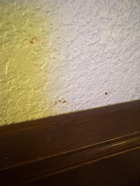 Blood on the wall