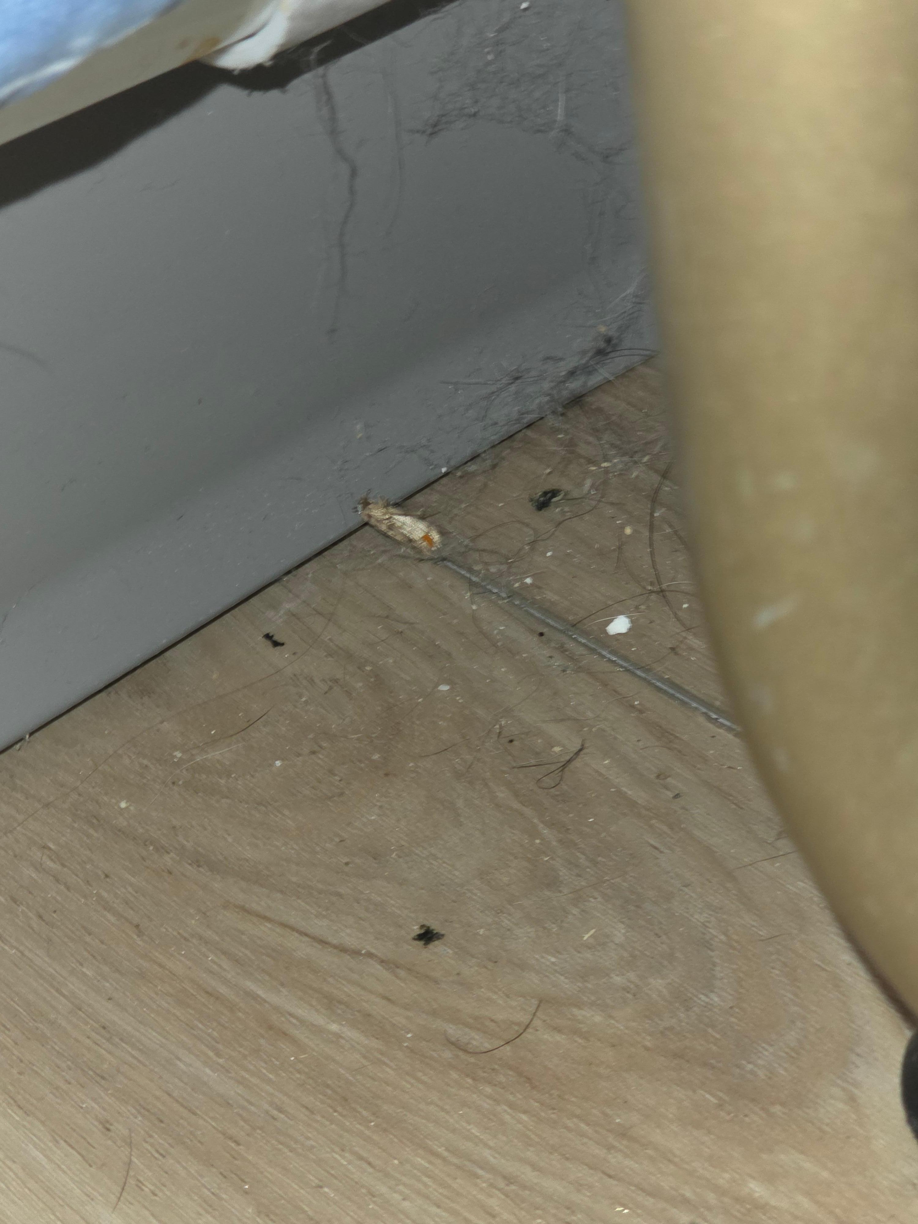 Cockroaches and feces in closet