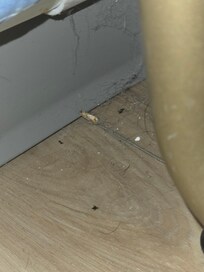 Cockroaches and feces in closet