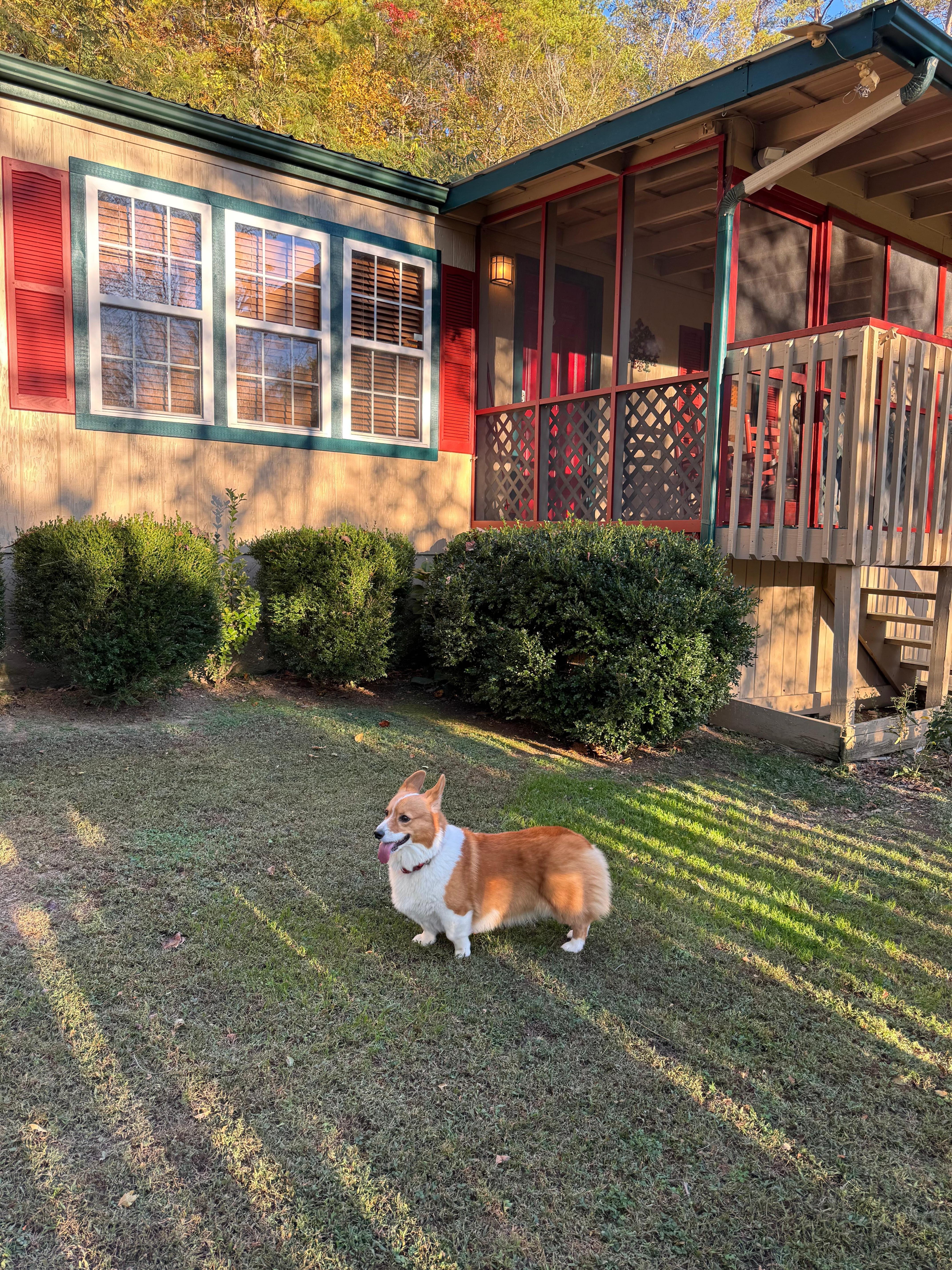 Safe fenced in yard. Perfect for small dogs. Barbara even had a pooper scooper and dog poop bags available! 