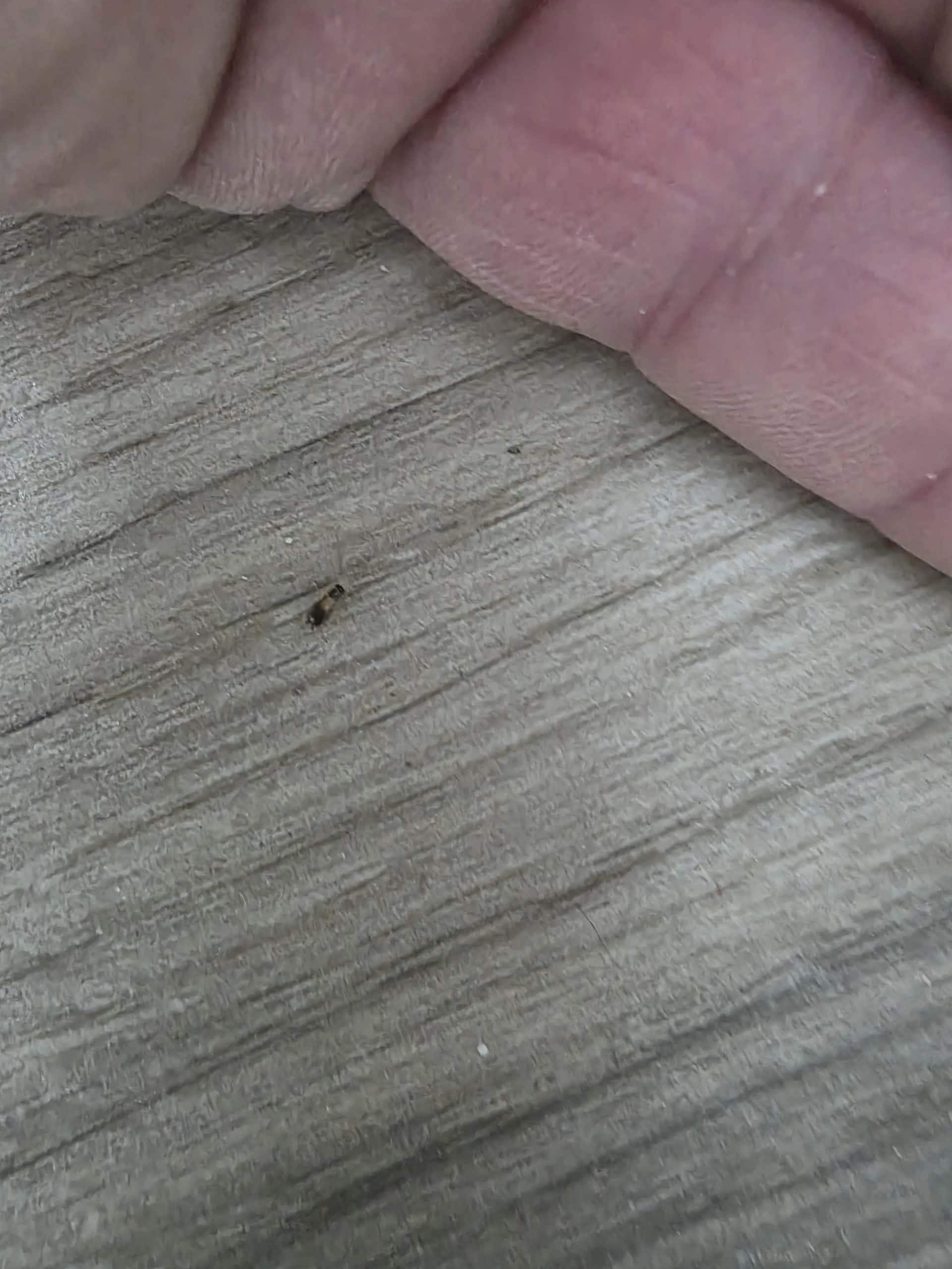 Baby cockroach