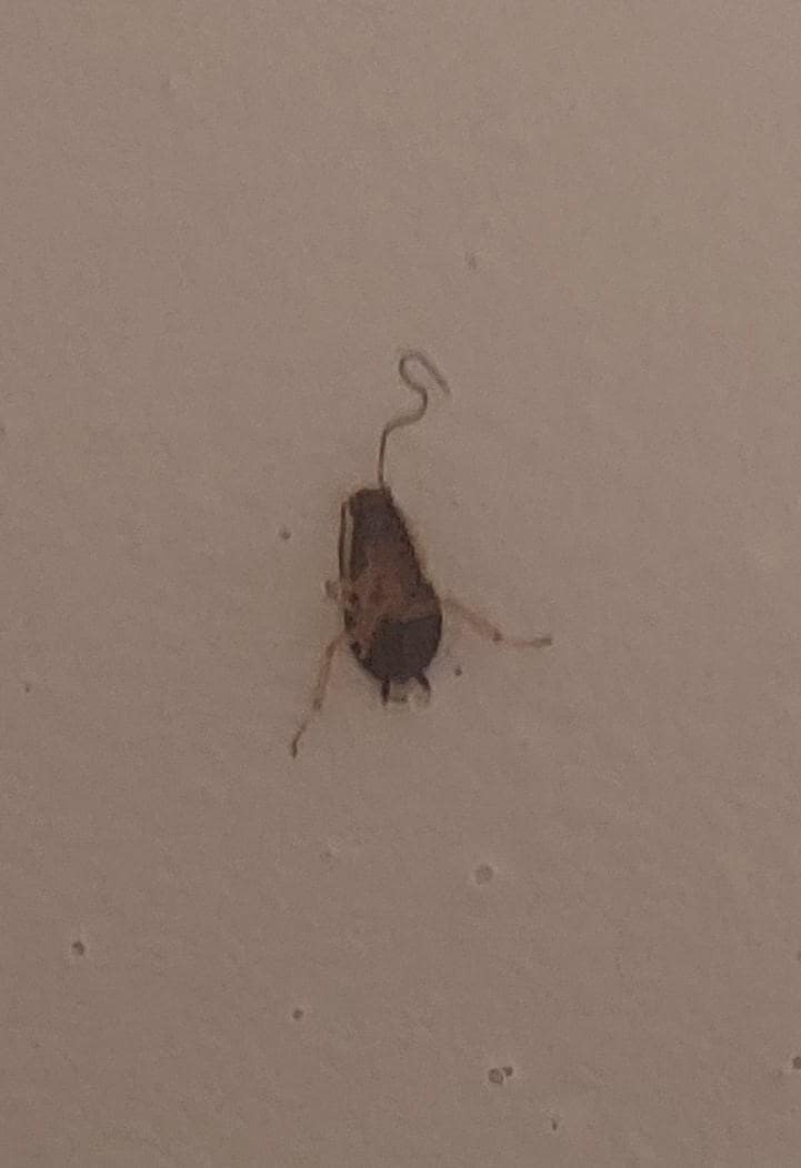 And whatever bugs this was in the bathtub.