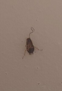 And whatever bugs this was in the bathtub.