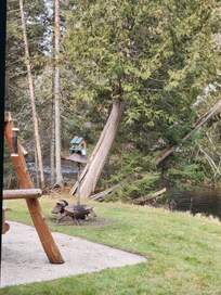 Turkeys a daily visitor to the cabin's bird feeder.