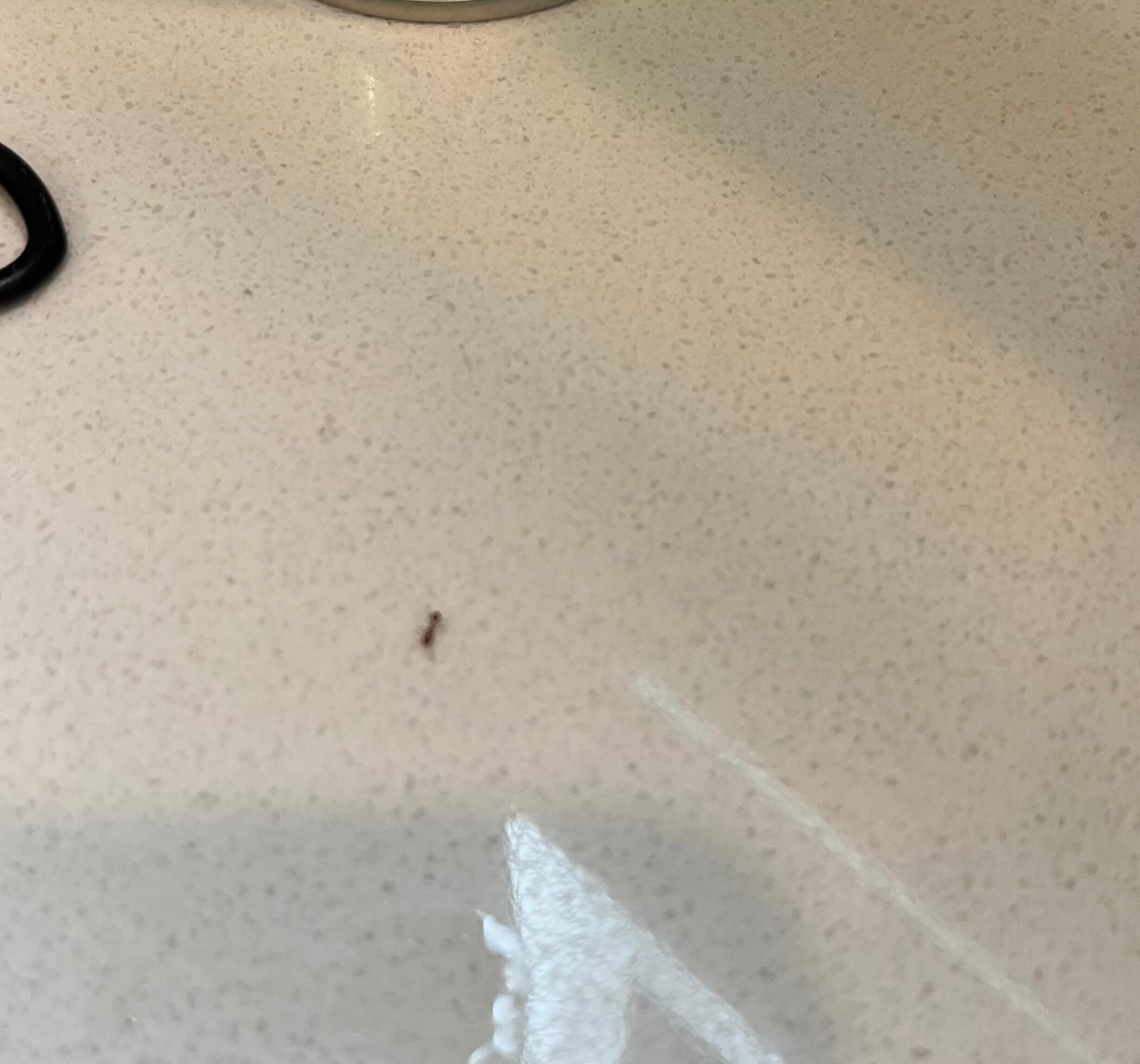 Ants in the bathroom 