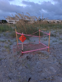 Turtle nest were everywhere
Got to witness some coming out of nest too