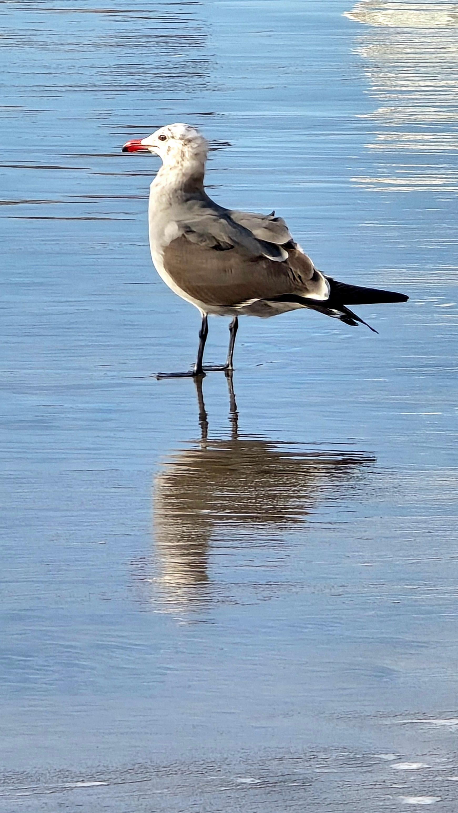 In the ocean on the hotels beach