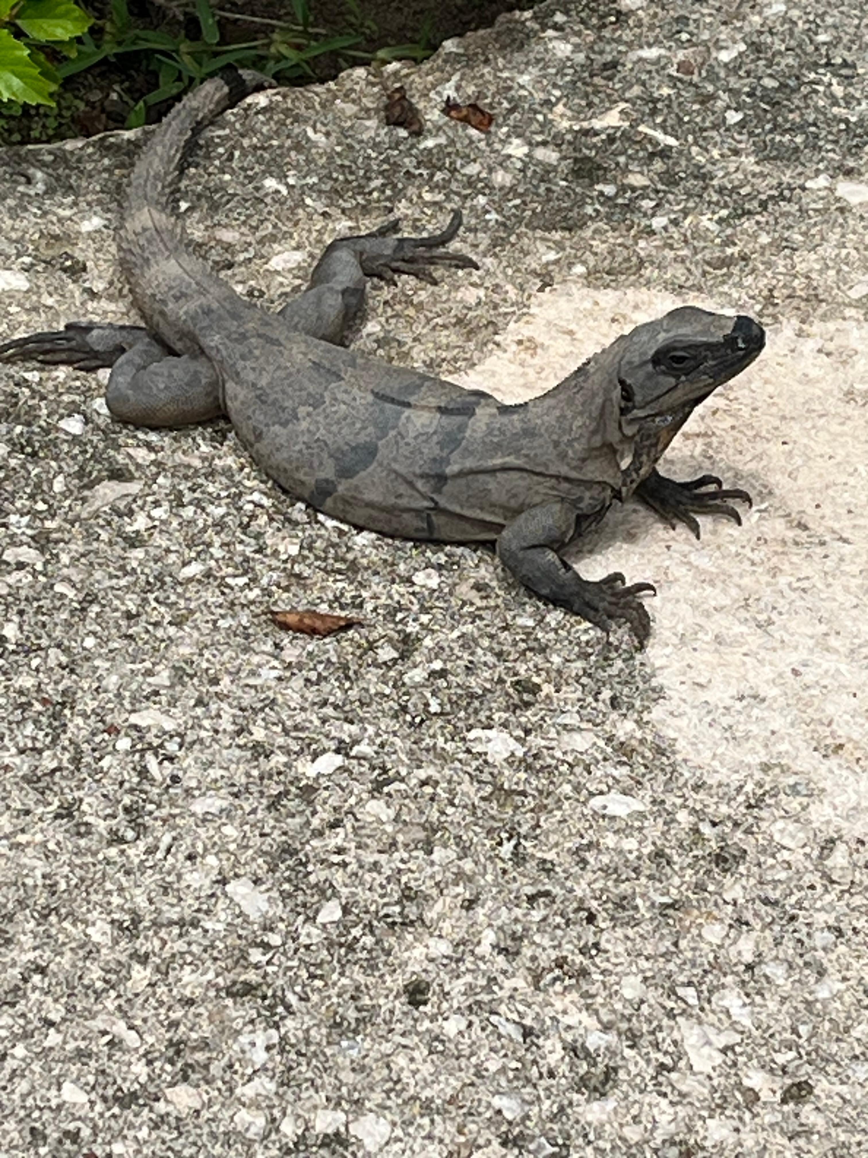 Iguanas everywhere!