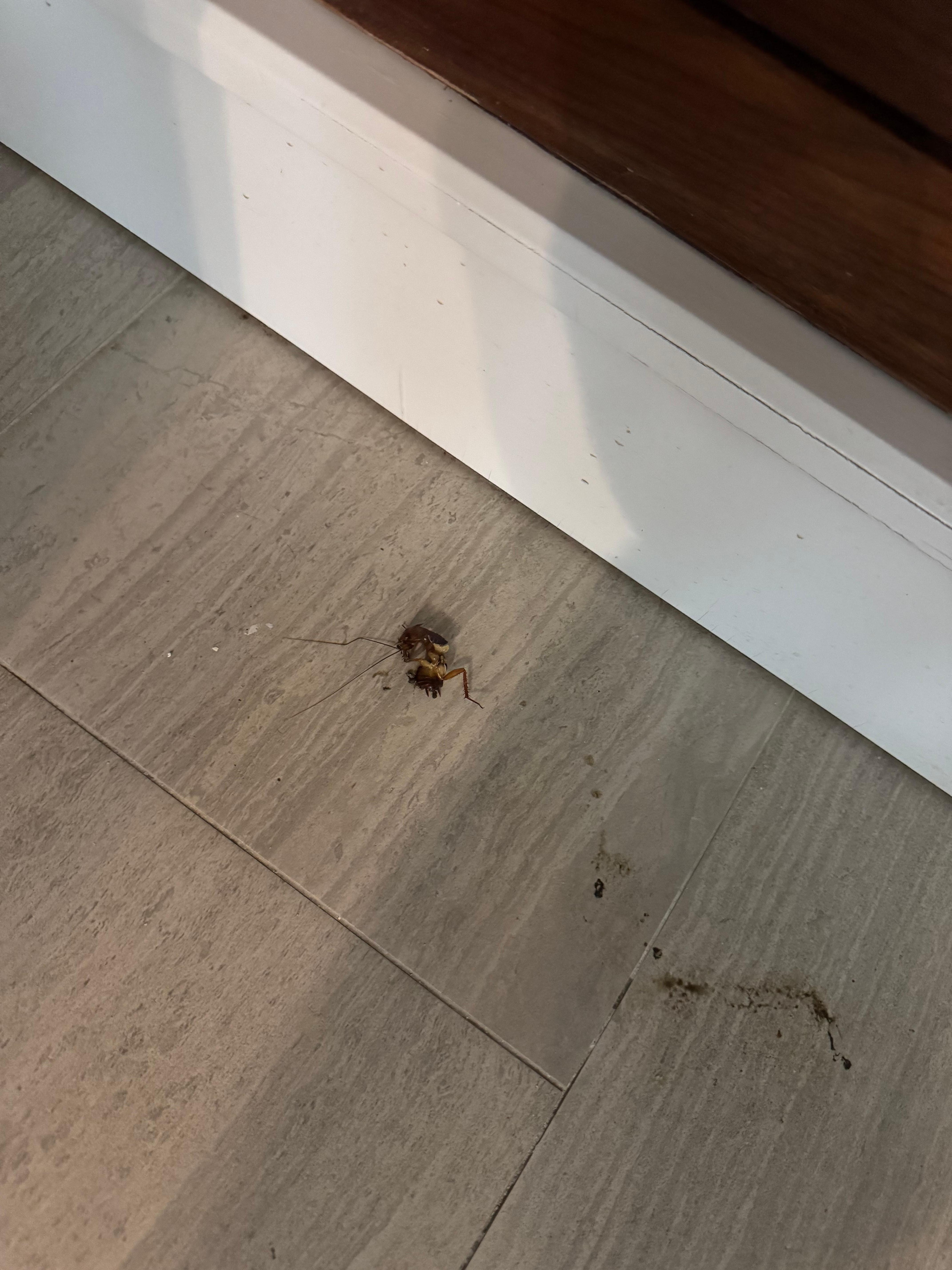 Huge bugs all around the room & pool area