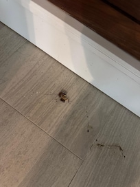 Huge bugs all around the room & pool area