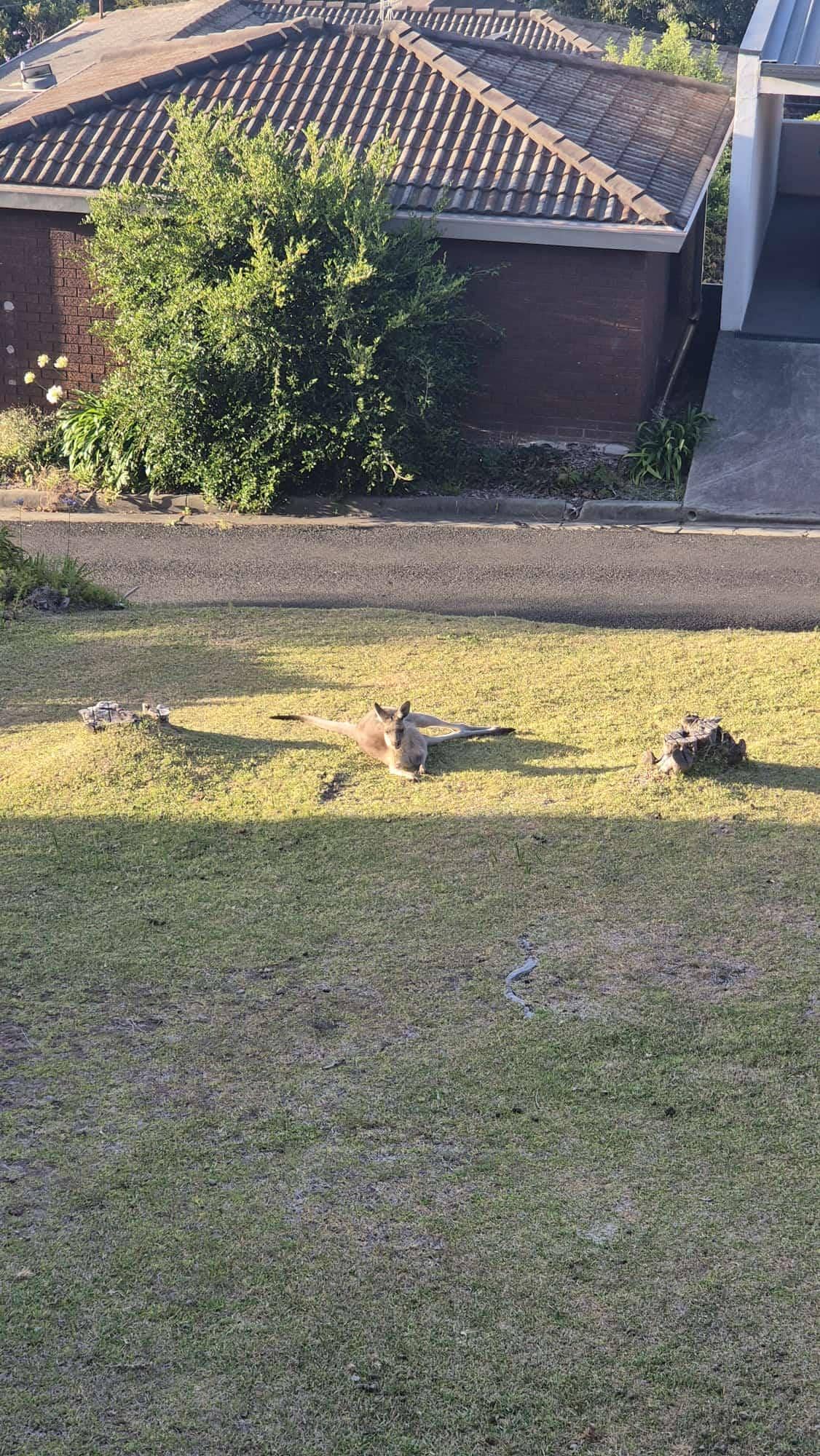 Kangaroo relaxed in de tuin