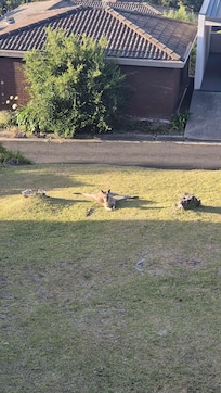 Kangaroo relaxed in de tuin