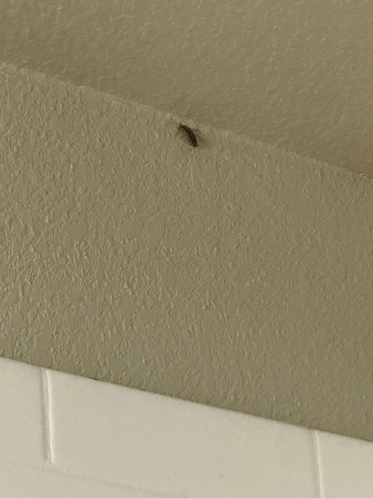 Cucaracha en el baño