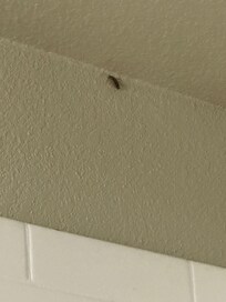 Cucaracha en el baño