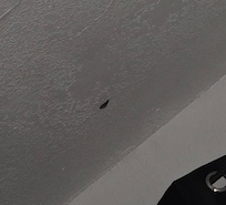 Huge and creepy