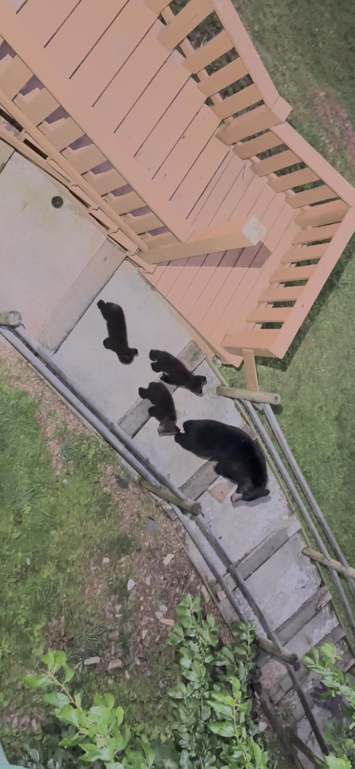 Bears by the cabin