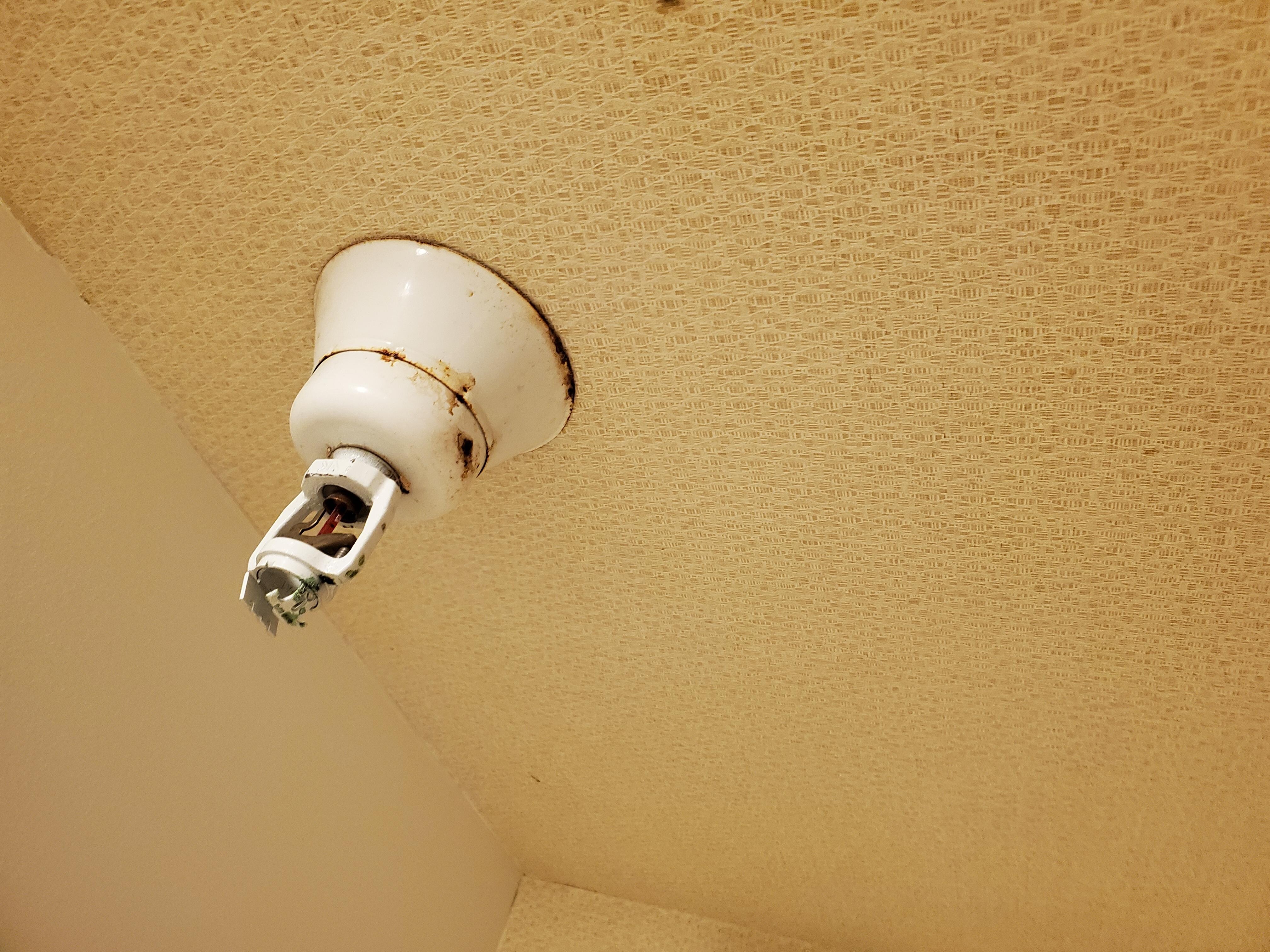 Mold?
