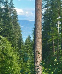 Our view from the living room.