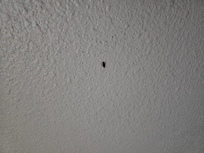 Cockroach in the wall