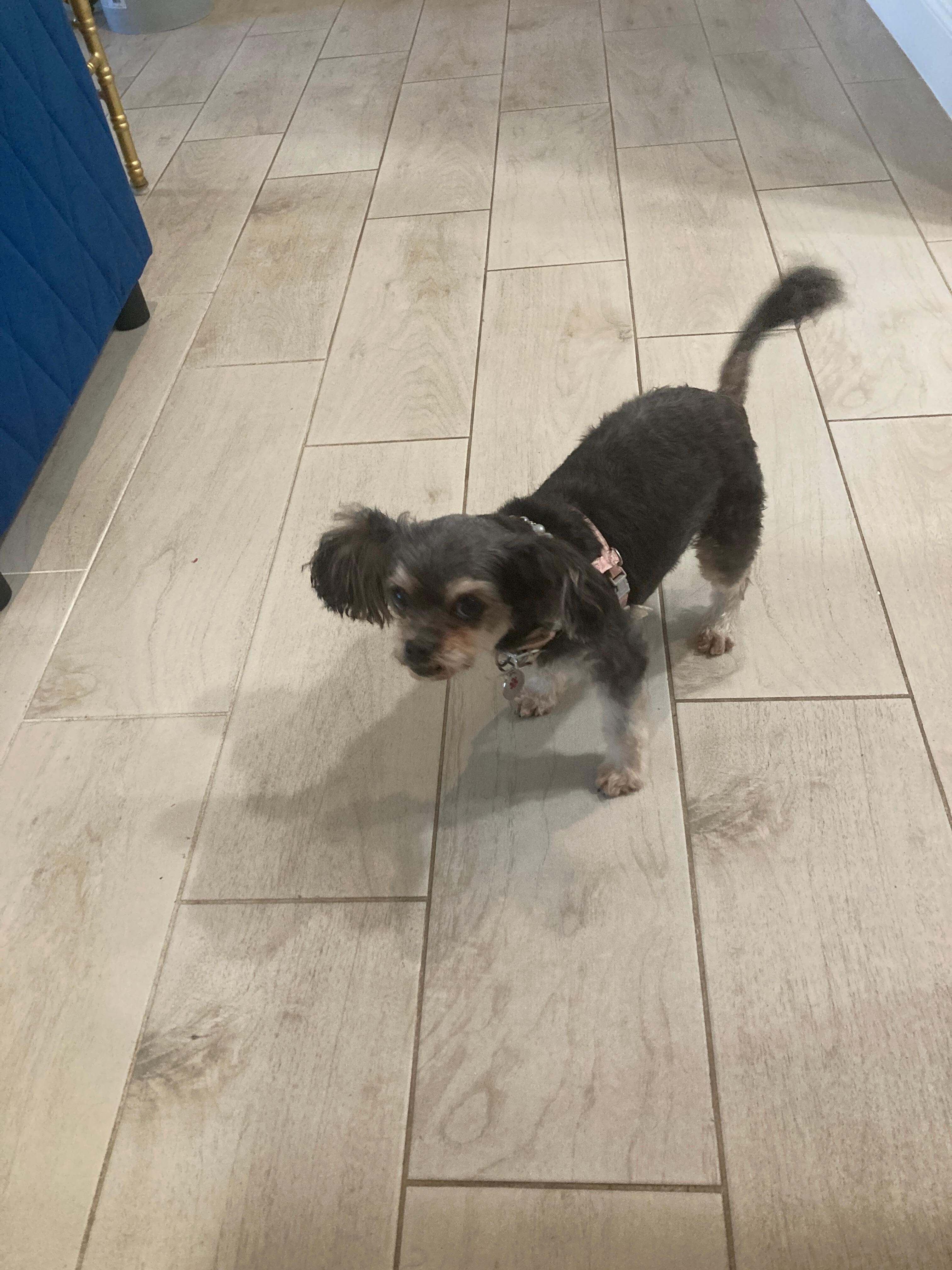 Cutest pup in the world she has stolen my heart