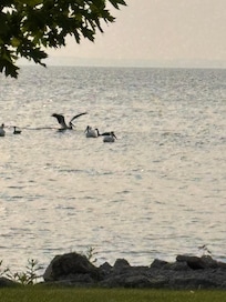 Pelicans in front of house.