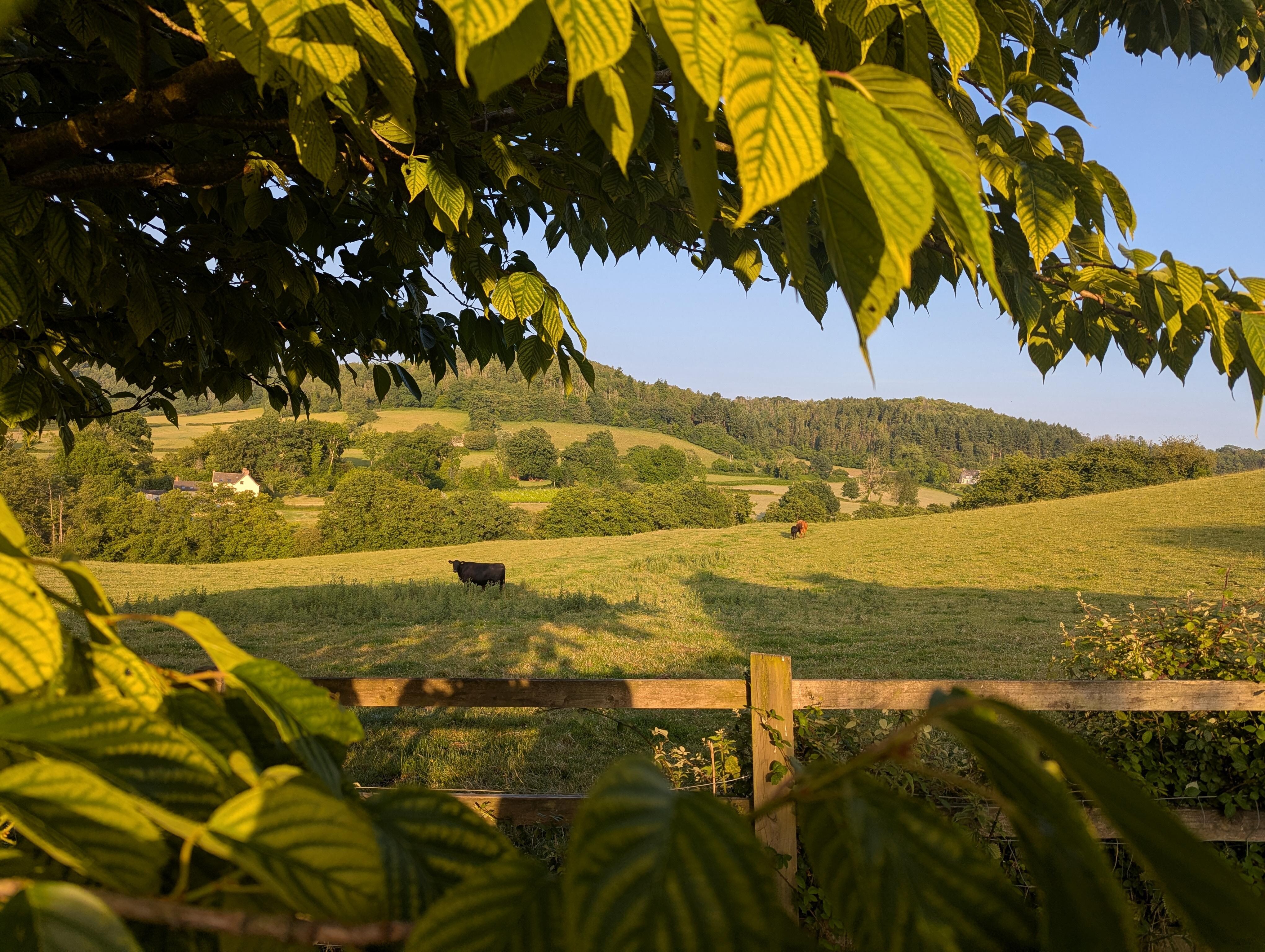 Cows in the morning 
