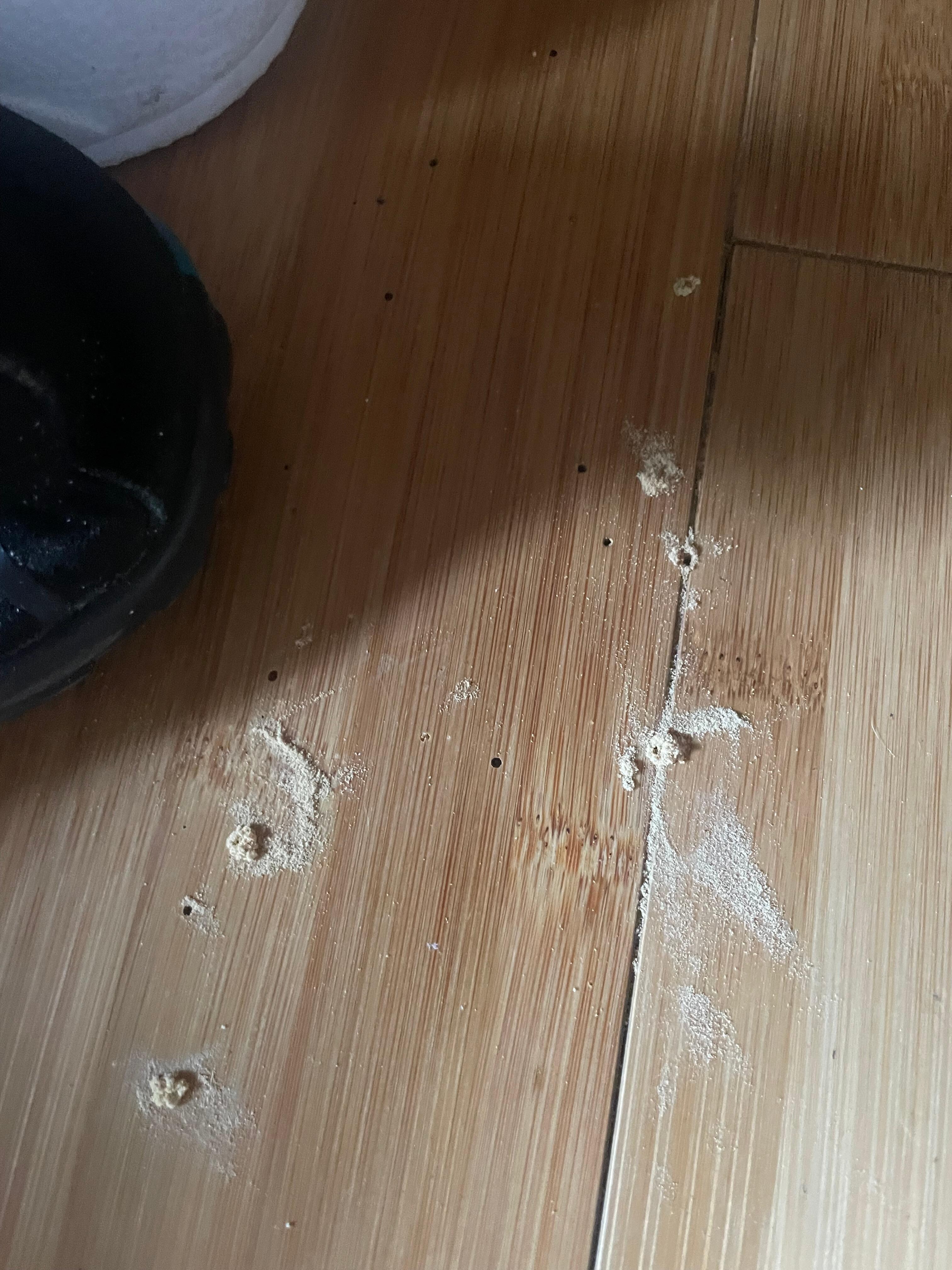 Ant holes in our room