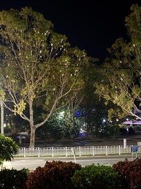 Beautiful cockies home for the night.