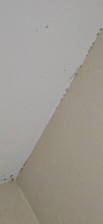 Mold on bathroom ceiling all around took several photos of this and clearly they knew there was a problem and still put ppl in the room. Health hazard and illegal, this place shld be shut down!