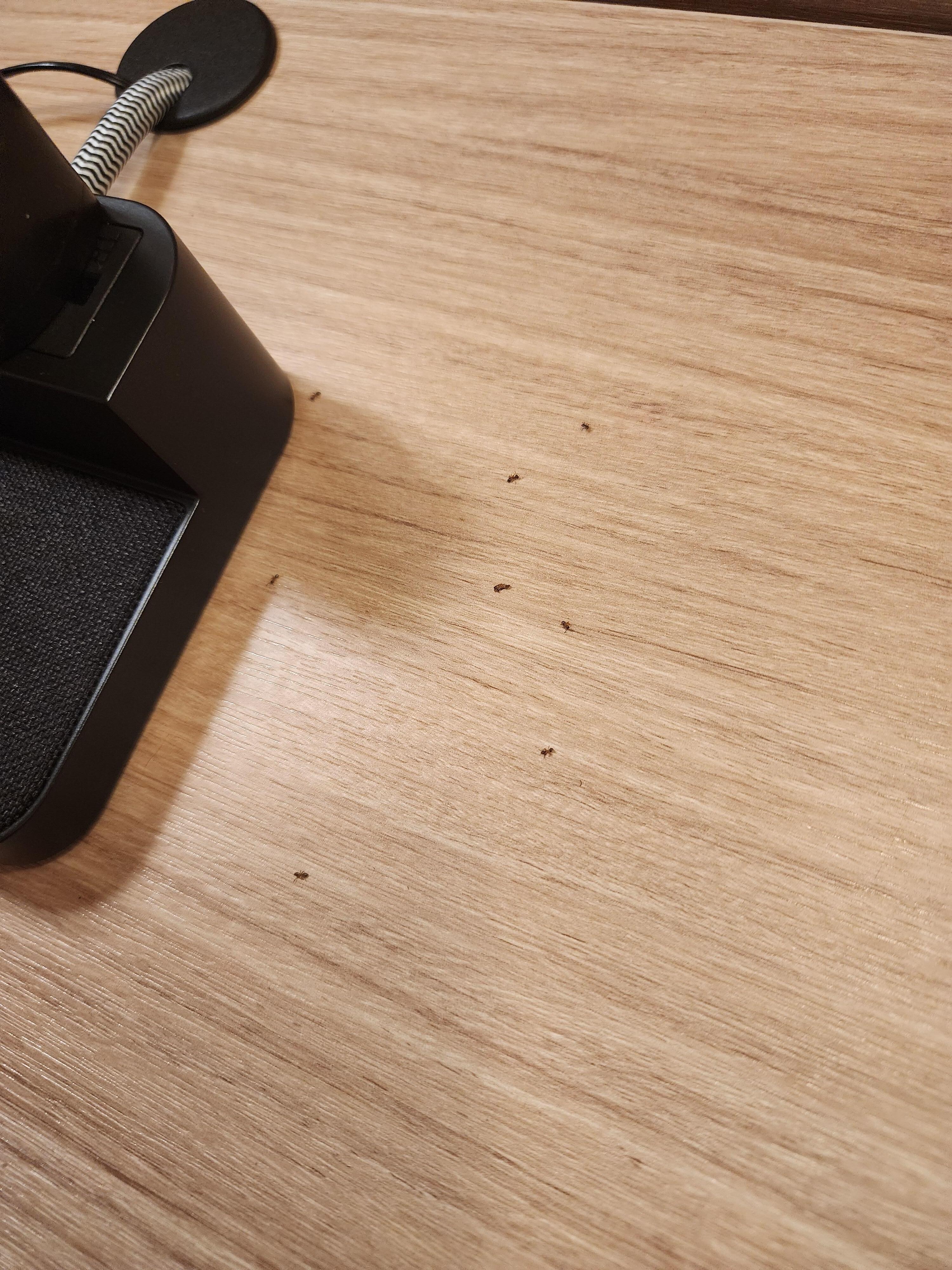 Ants on nightstand