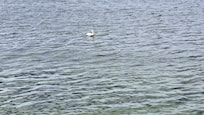 Lots of bird life. This was a pelican