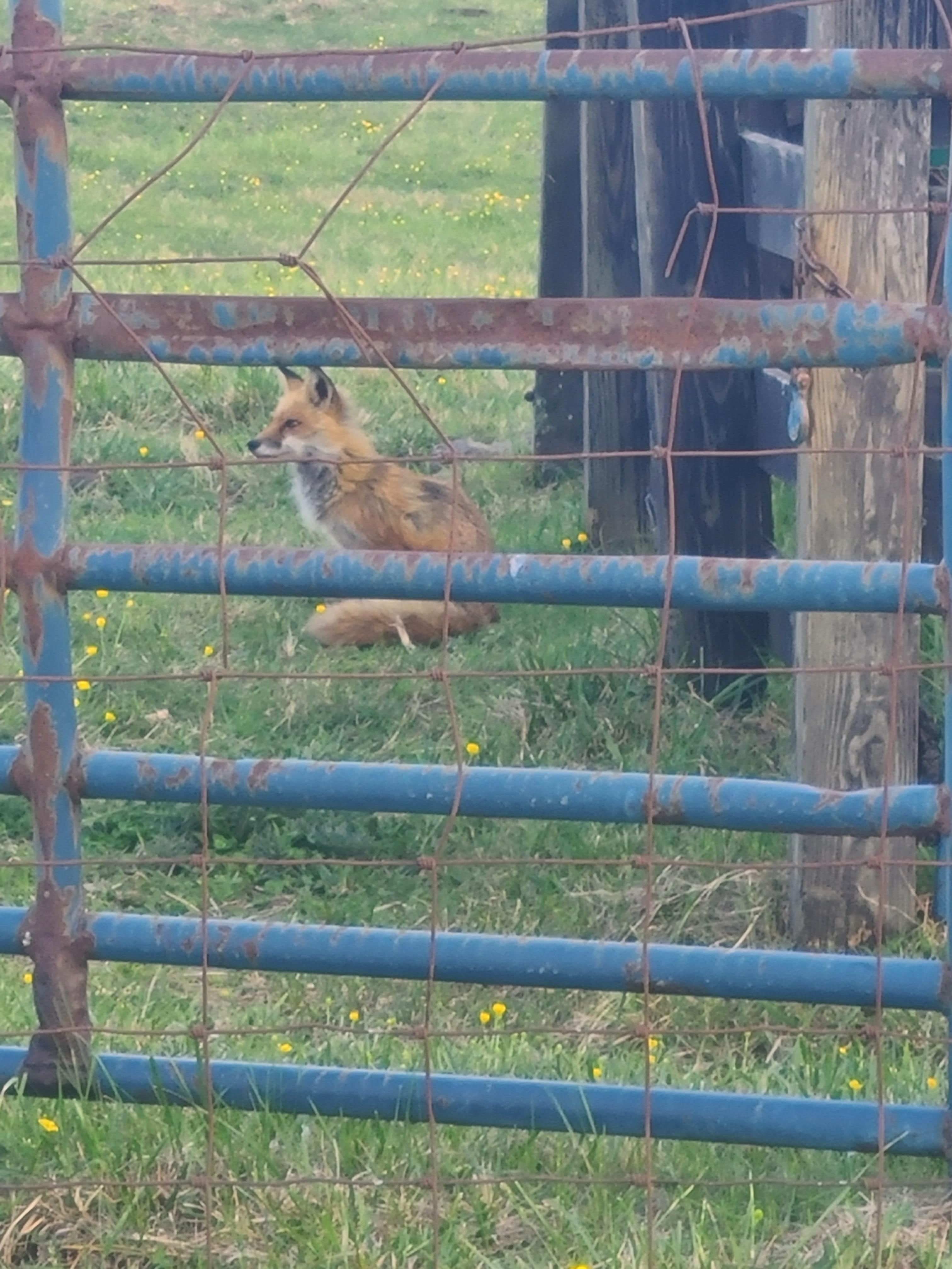 Daily visit to the fox down the driveway