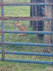 Daily visit to the fox down the driveway