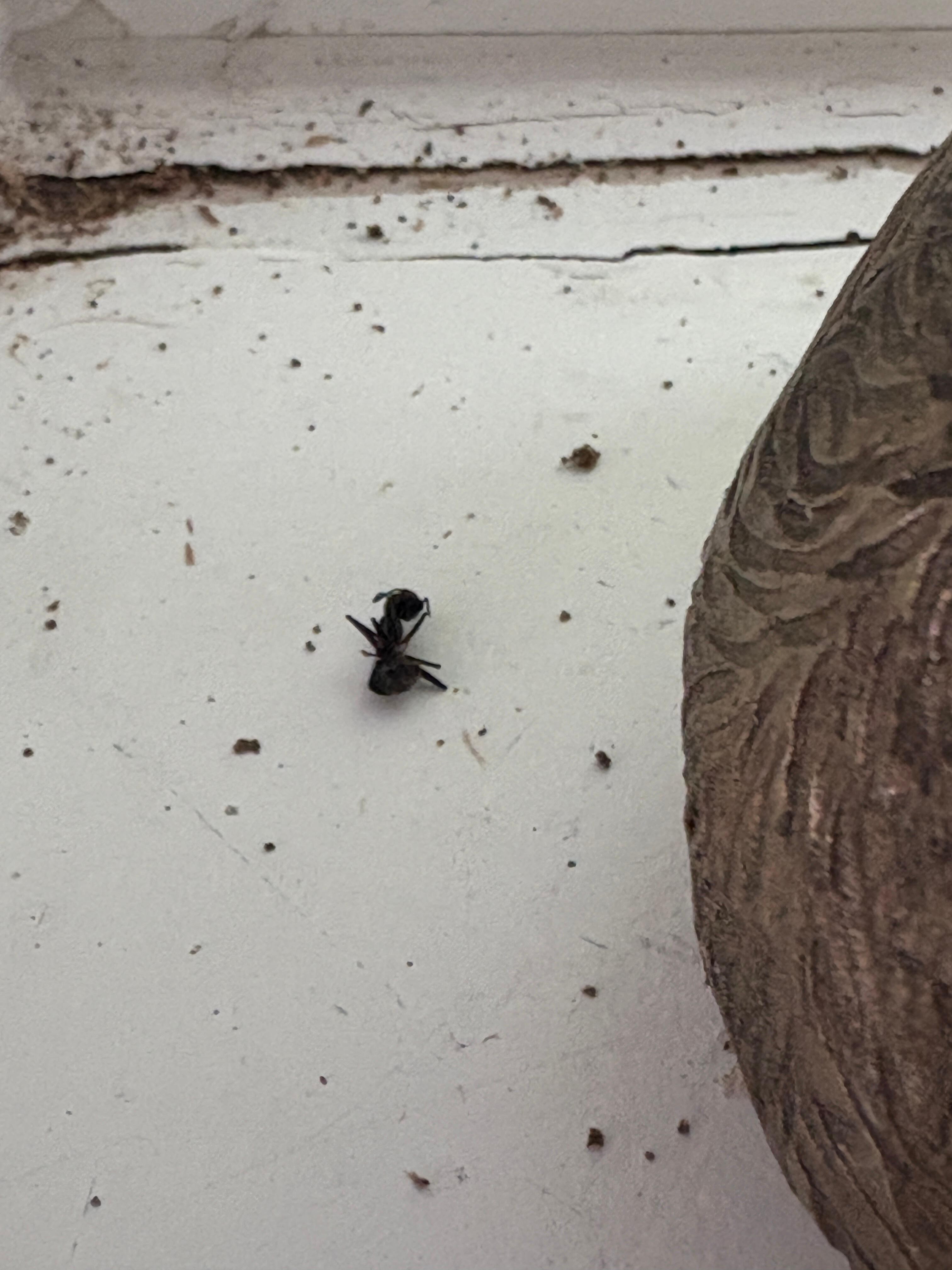 Tho  I did not photograph the cockroaches at night & refuting"there are no bugs", I went back the next day & found this on the window sill.