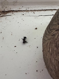 Tho I did not photograph the cockroaches at night & refuting"there are no bugs", I went back the next day & found this on the window sill.