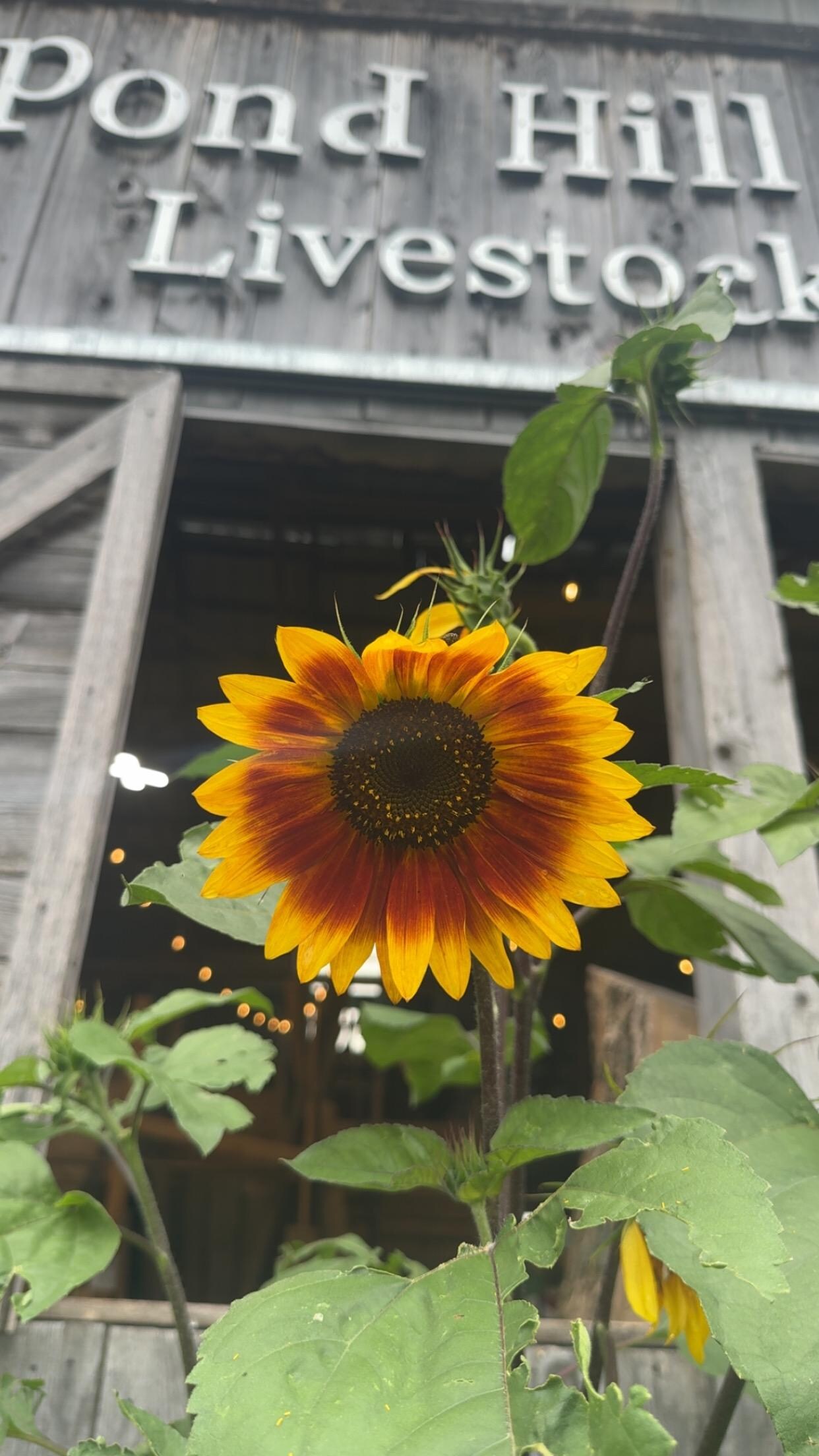 Pond Hill Farm is just 10 minutes down the road. Great food, drinks and live music on weekends!