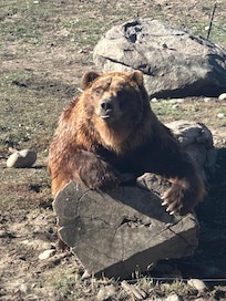 Grizzly bear adventures