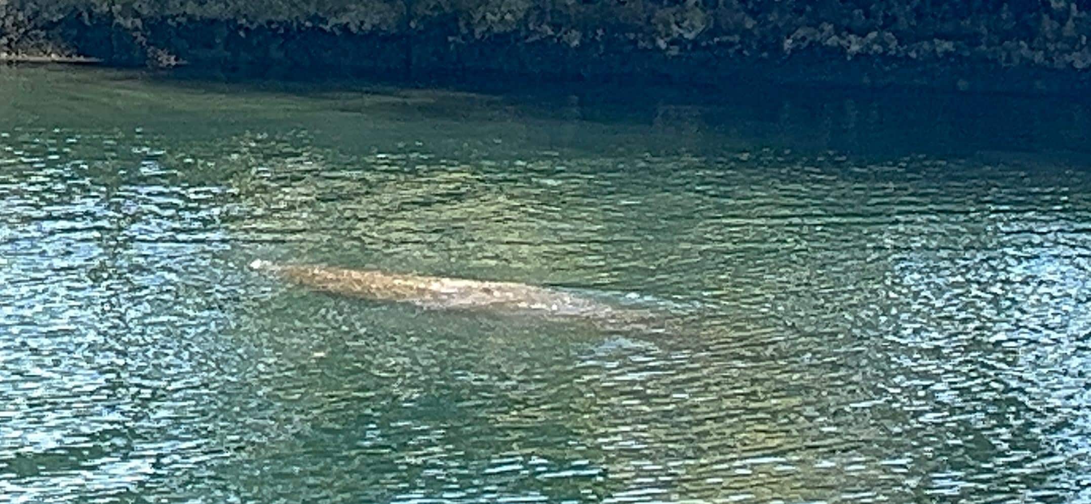 Manatee spotted in Magnolia Springs in 3 Sisters Springs Park