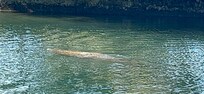 Manatee spotted in Magnolia Springs in 3 Sisters Springs Park