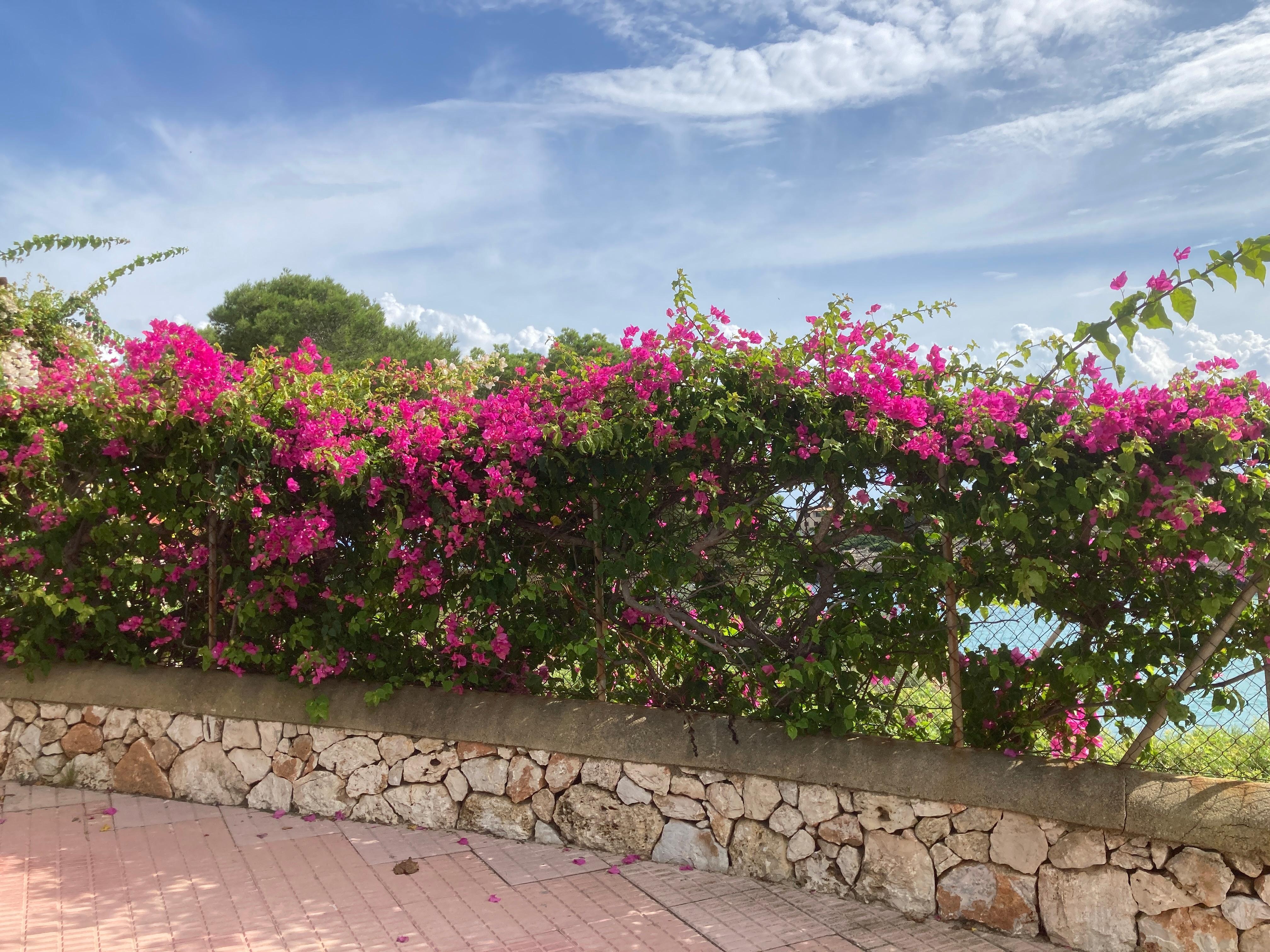 Blüten bei Cala d'Or