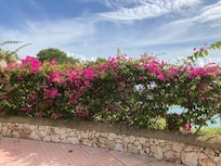 Blüten bei Cala d'Or