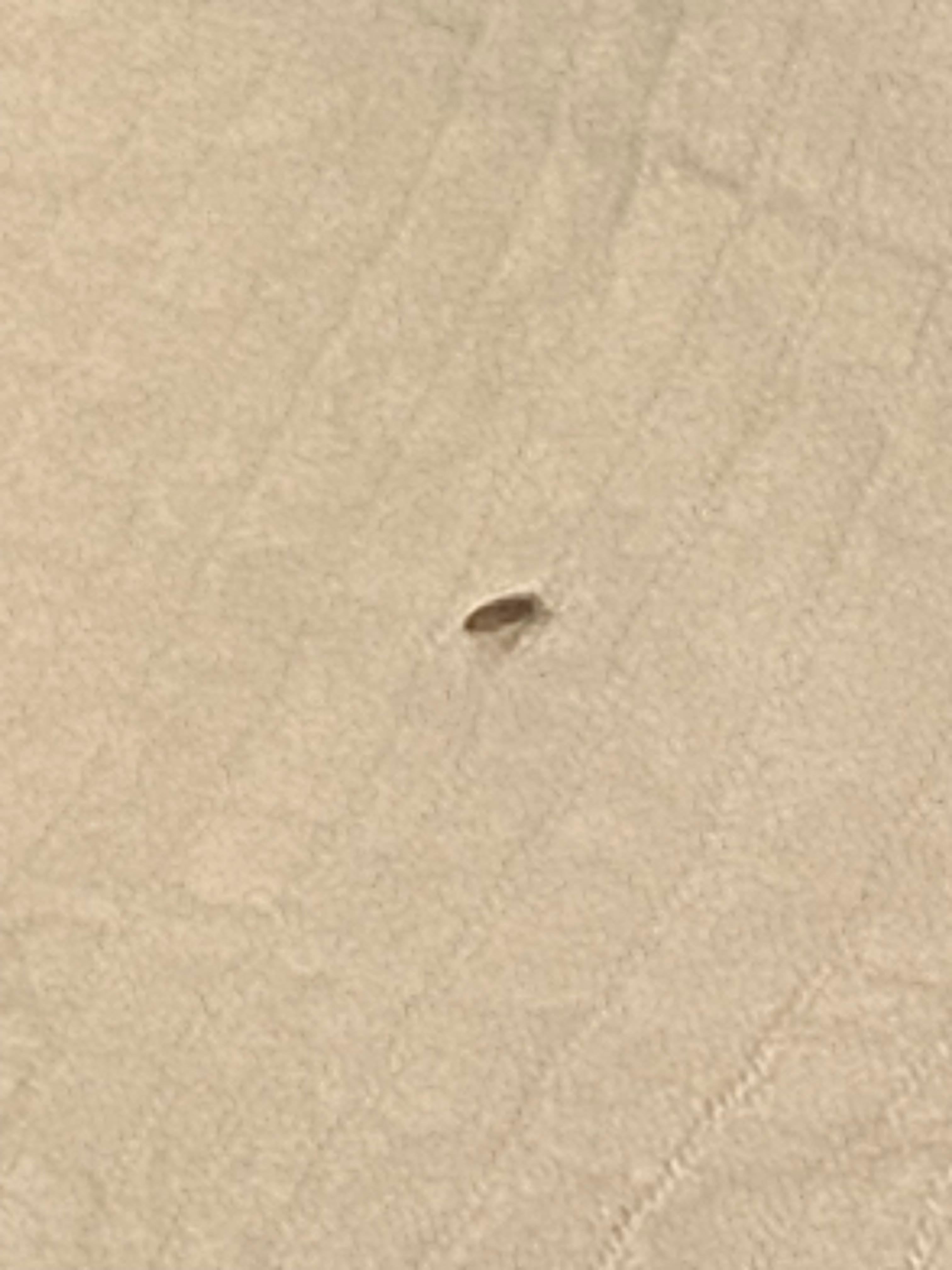 Rm257
Active unknown bugs 