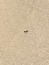 Rm257
Active unknown bugs