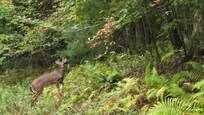 This deer was beside our driveway!