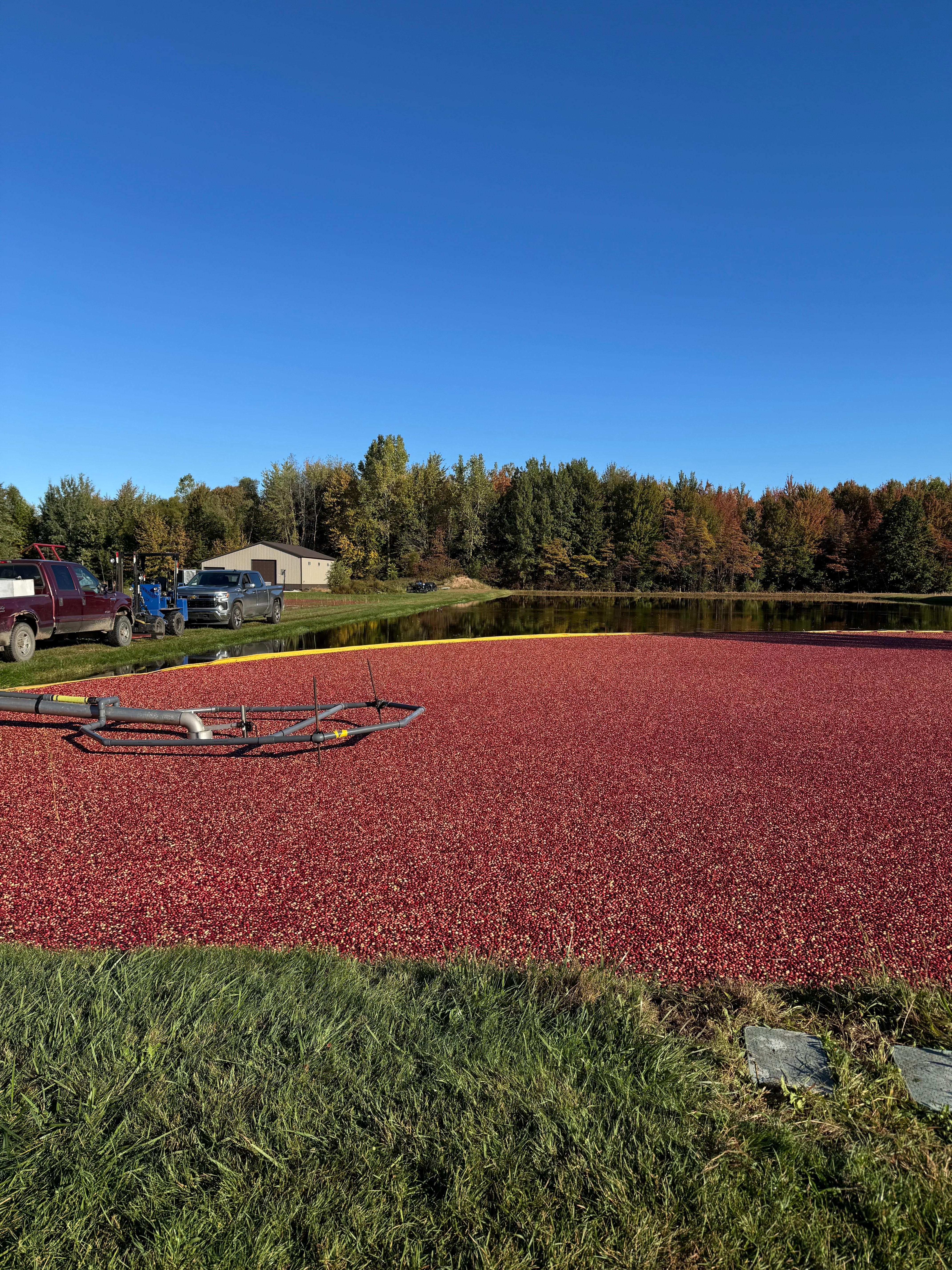 Cranberry bog at Degrandchamp Farms